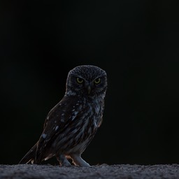 little owl