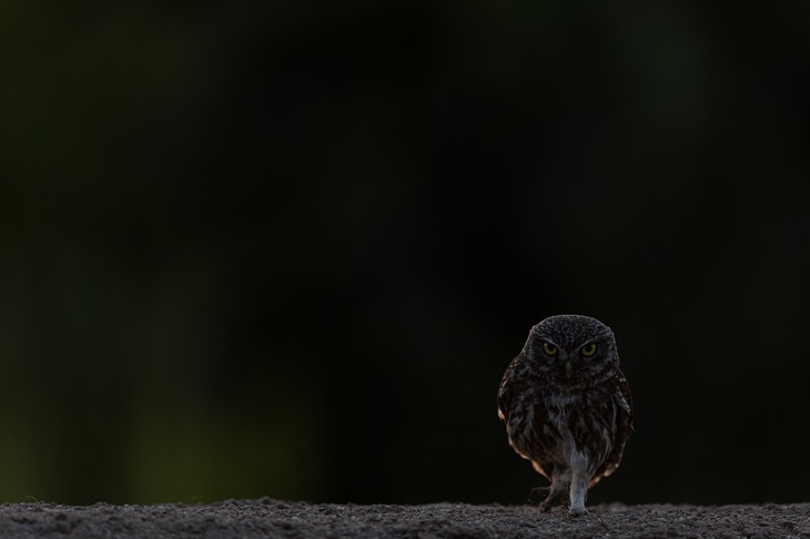 little owl