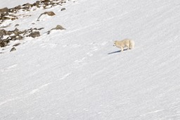 arctic fox