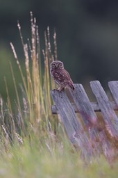 little owl