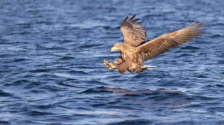 white tailed eagle