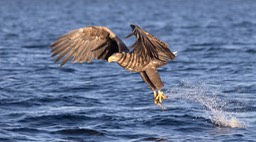 white tailed eagle