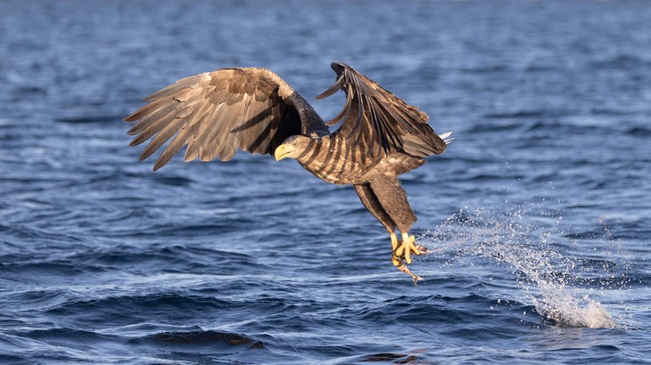 white tailed eagle