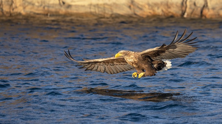 white tailed eagle