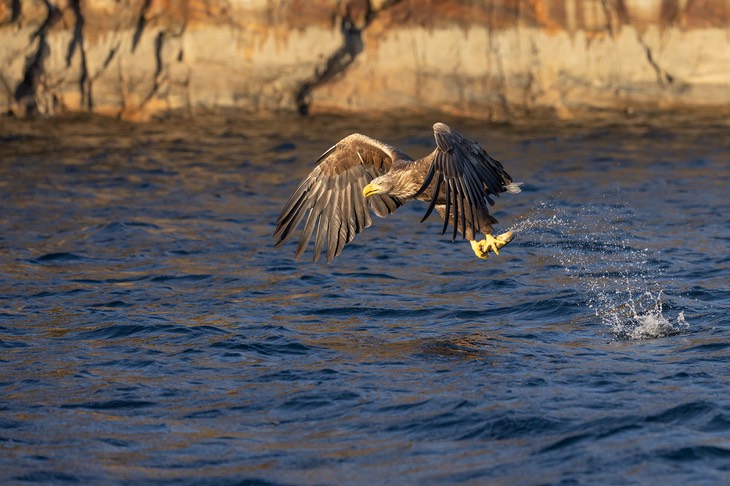 white tailed eagle