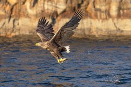 white tailed eagle