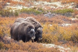 musk ox