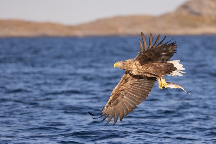 white tailed eagle