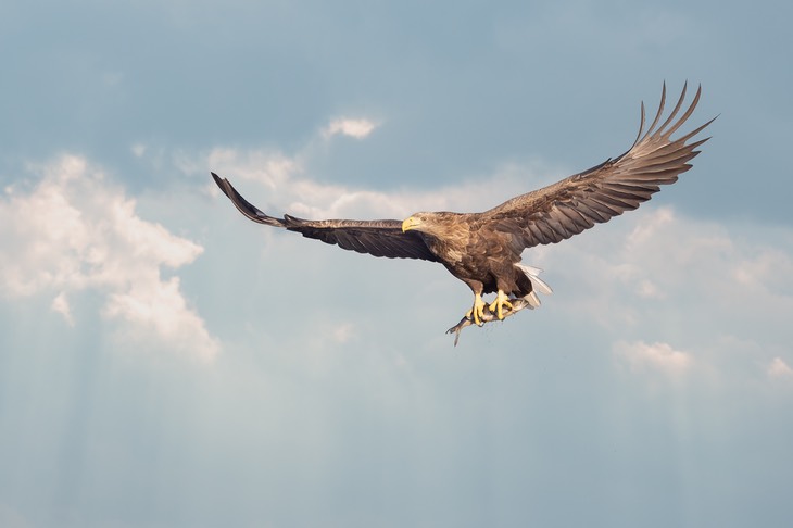 white tailed eagle