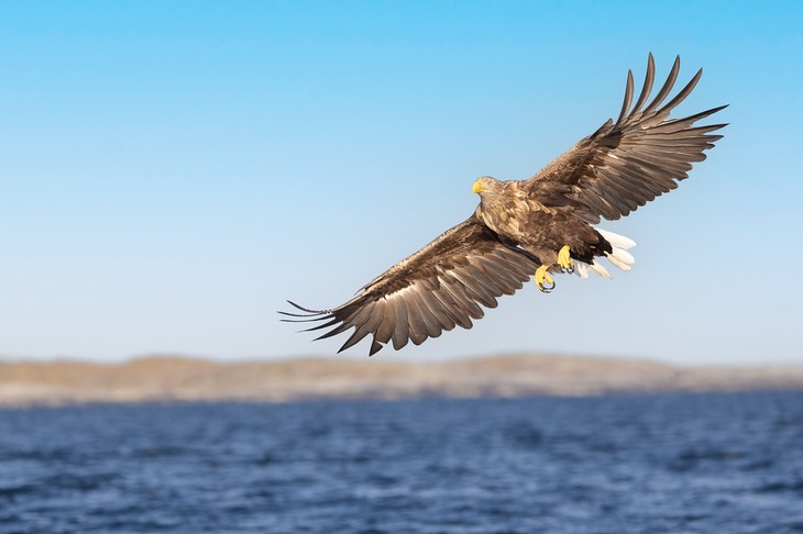 white tailed eagle