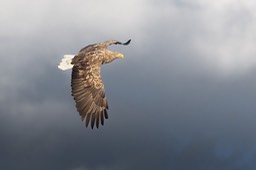 white tailed eagle