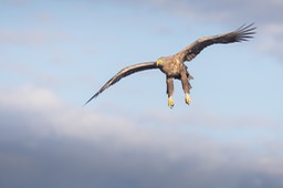 white tailed eagle