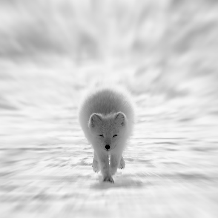 arctic fox