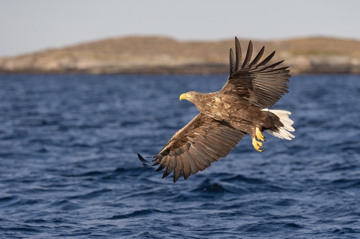 white tailed eagle