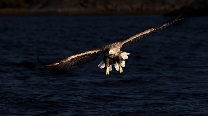 white tailed eagle