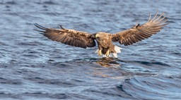 white tailed eagle