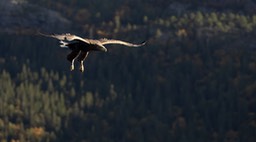 white tailed eagle