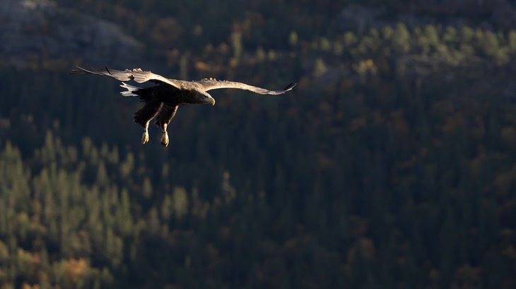 white tailed eagle