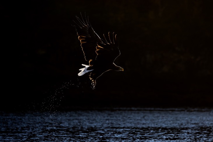 white tailed eagle