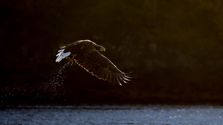 white tailed eagle