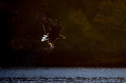 white tailed eagle