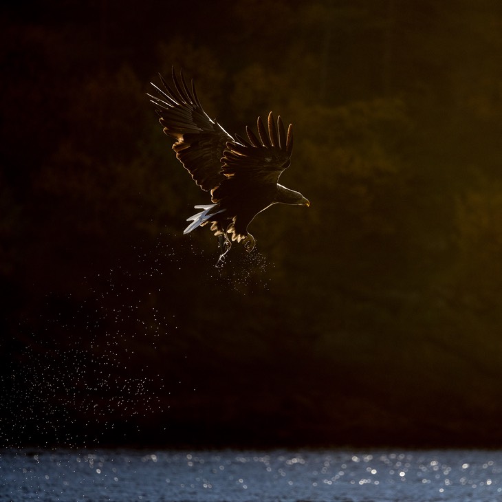 white tailed eagle