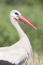 white stork