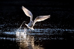 herring gull