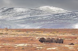 musk ox