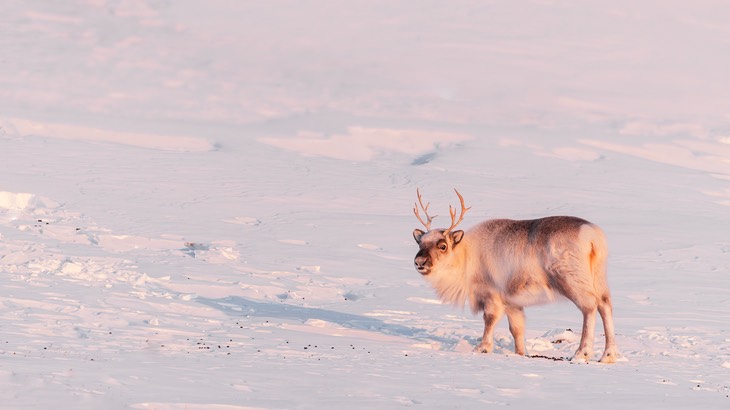 reindeer