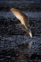 herring gull