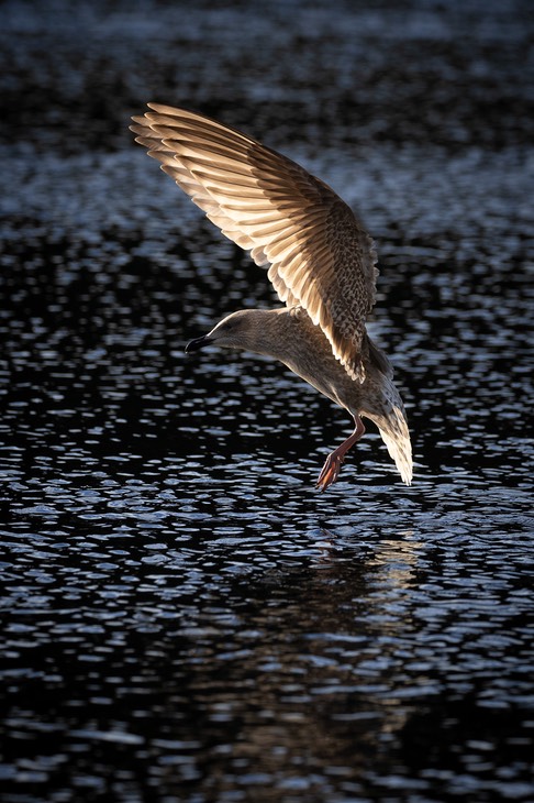 herring gull