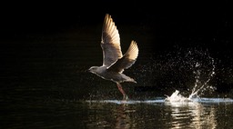 herring gull