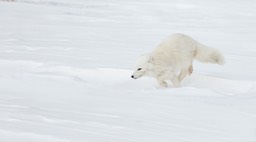 arctic fox