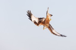 red kite