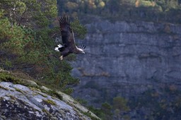 white tailed eagle