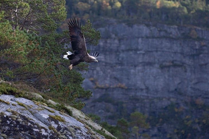 white tailed eagle