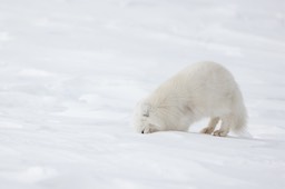 arctic fox