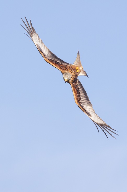 red kite