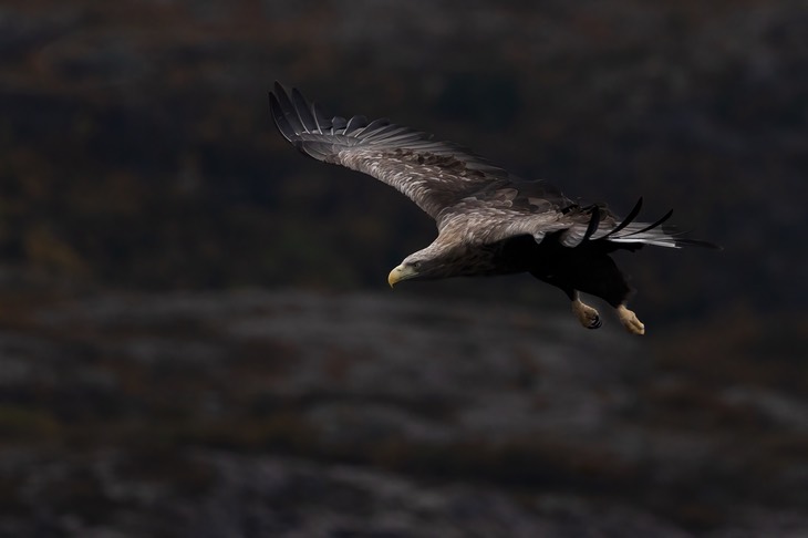 white tailed eagle