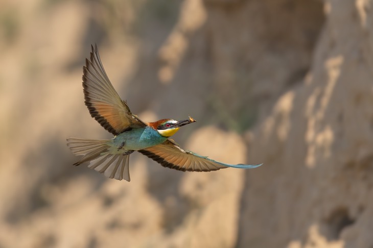 european bee eater