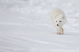 arctic fox