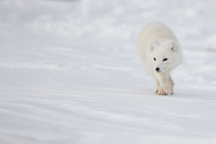 arctic fox