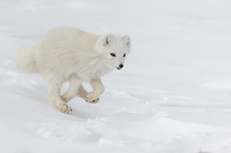 arctic fox