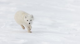 arctic fox