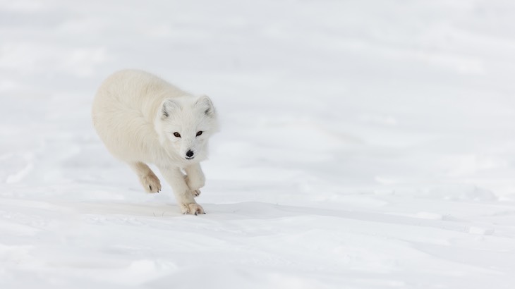 arctic fox