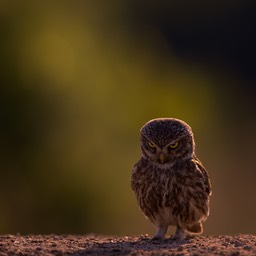 little owl