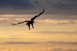 white tailed eagle