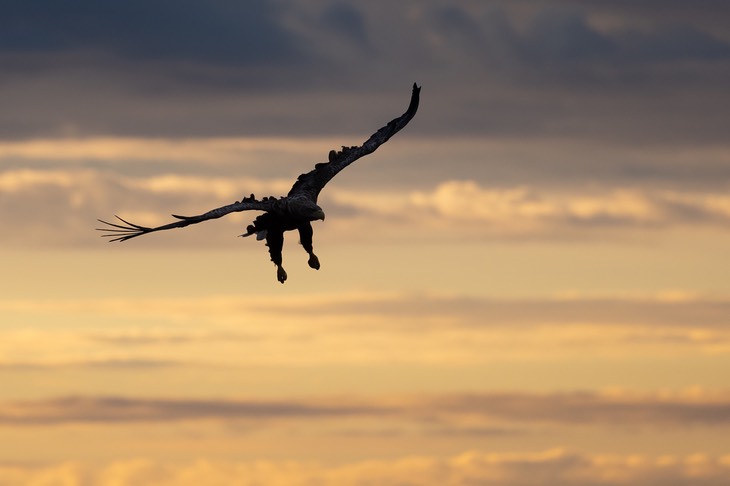 white tailed eagle