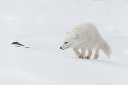 arctic fox